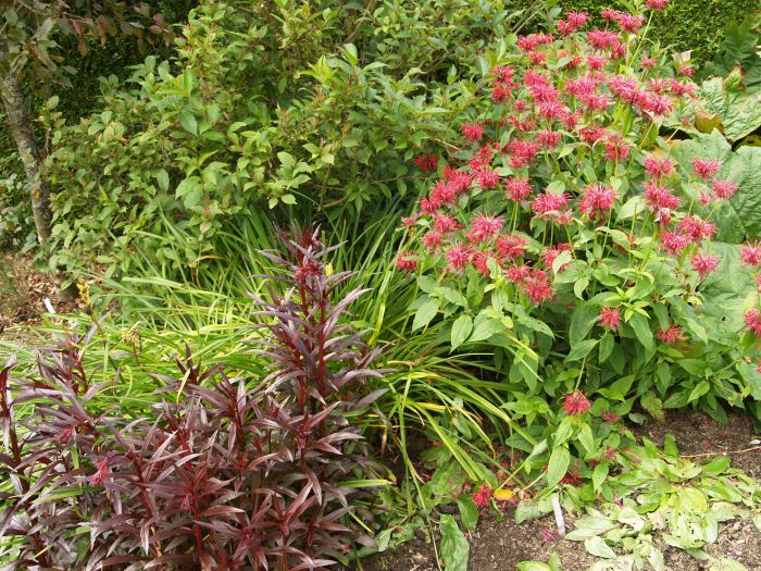Parcevall Hall Gardens