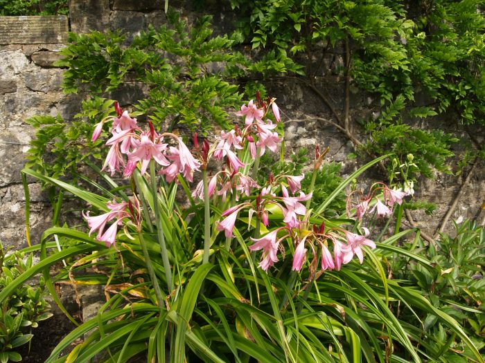 Parcevall Hall Gardens