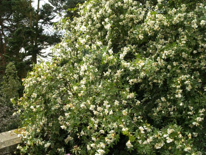 Parcevall Hall Gardens