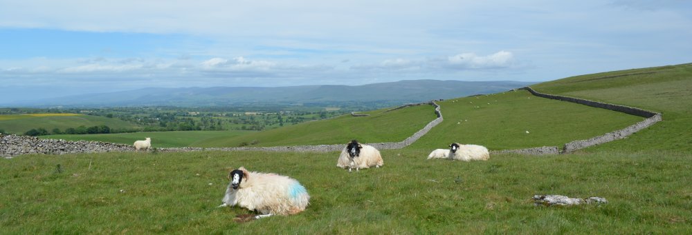 heep and dry limestone walling on the pastures of the Smardale Desmene Newbiggin-on-Lune Smardale Nature Reserve Walk, Cumbria, England