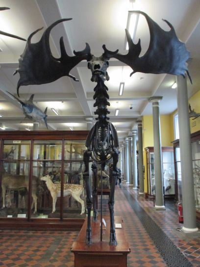 skeleton of extinct giant Irish Deer Irish Elk gcse biology igcse O level Junior Irish Leaving Certificate