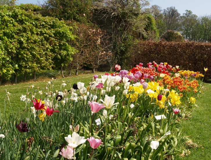 43. Flowers in the gardens of Ardgillan Castle Demesne, Balbriggan, north Co. Dublin.