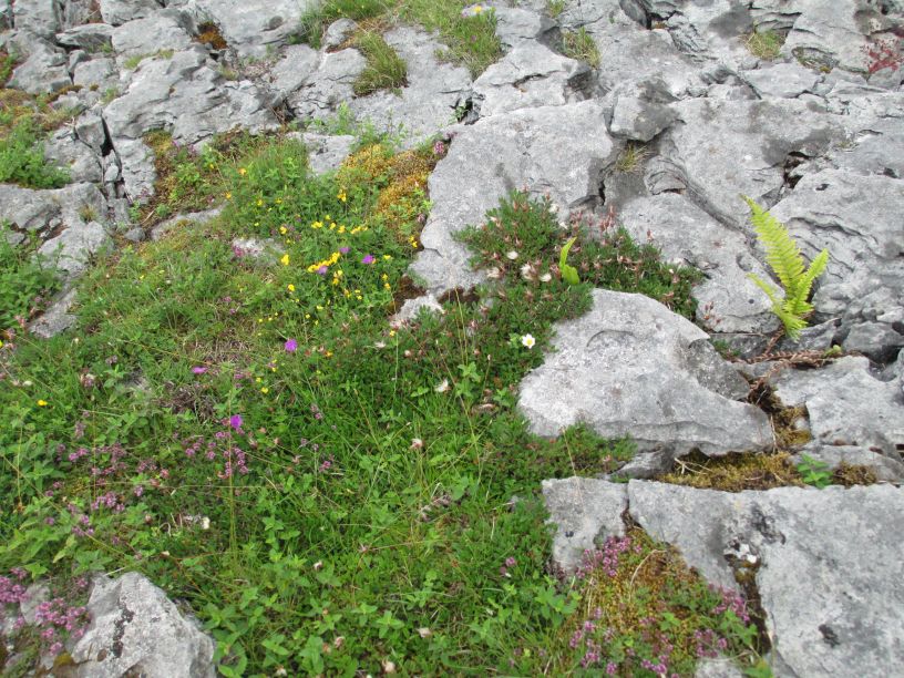 Black Head Loop Walk, Fanore, The Burren