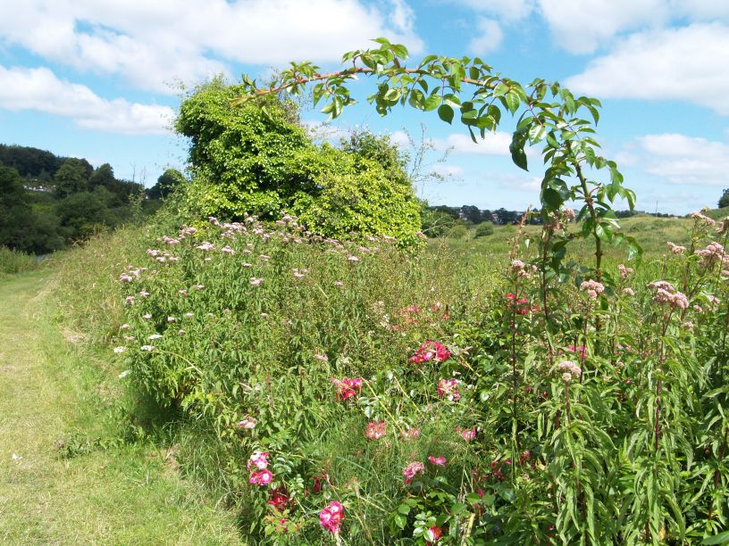 Lots of wild flowers on the canal and river banks Walk from Graiguenamanagh to St Mullins, Co. Kilkenny