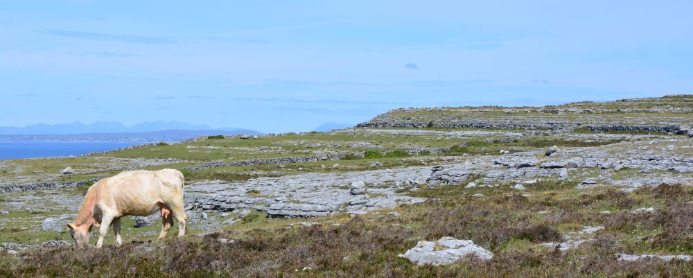 Black Head Loop Walk, Fanore, The Burren