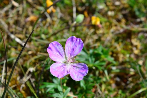 Black Head Loop Walk, Fanore, The Burren