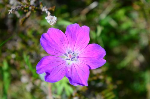 Black Head Loop Walk, Fanore, The Burren
