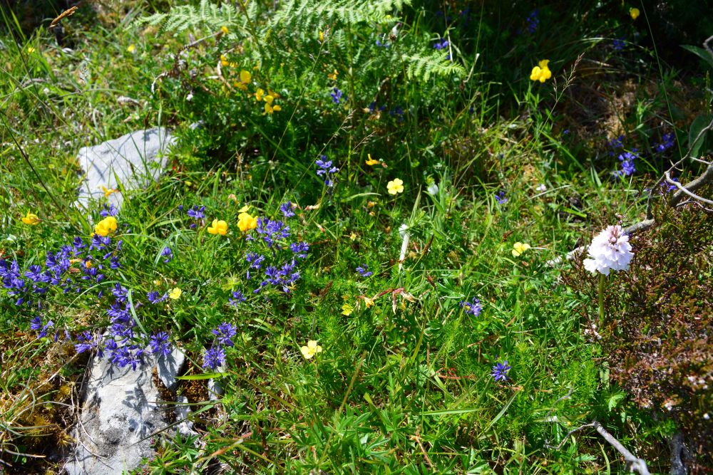 Black Head Loop Walk, Fanore, The Burren