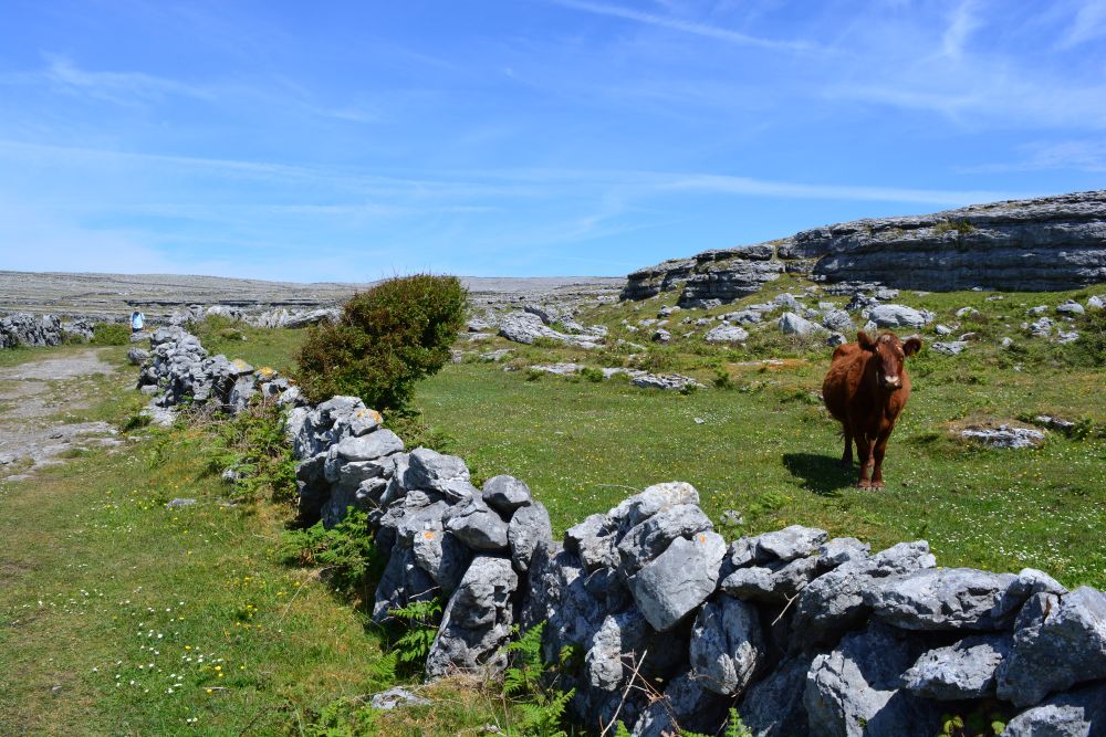 Black Head Loop Walk, Fanore, The Burren
