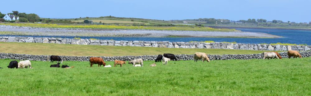 Flaggy Shore, Russell Gallery & Cafe, Co. Clare