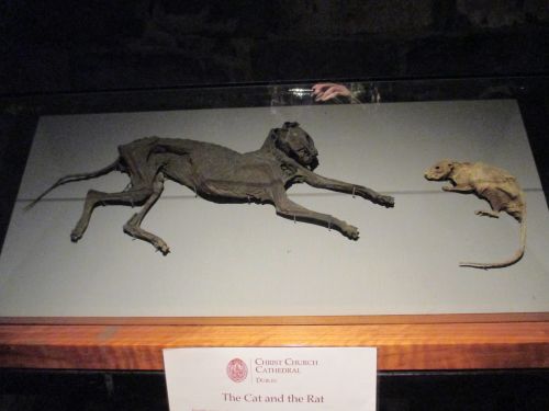 The mummified cat and rat in the crypt of Christ Church Cathedral, Dublin