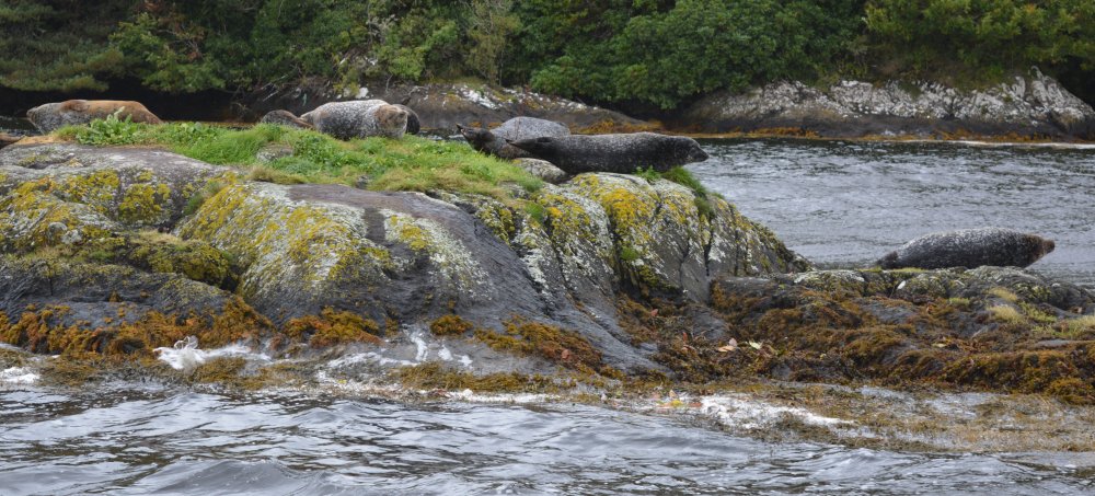 Seal Point, good view of the local seal population off Glengarriff Garinish Island, Garnish Island Co. Cork. Ireland