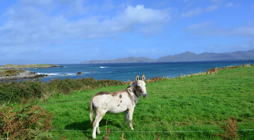 Garinish Loop Walk