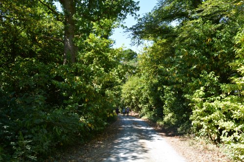 Walk in Ballylinch Stud Farm to Mount Juliet Hotel, Co. Kilkenny