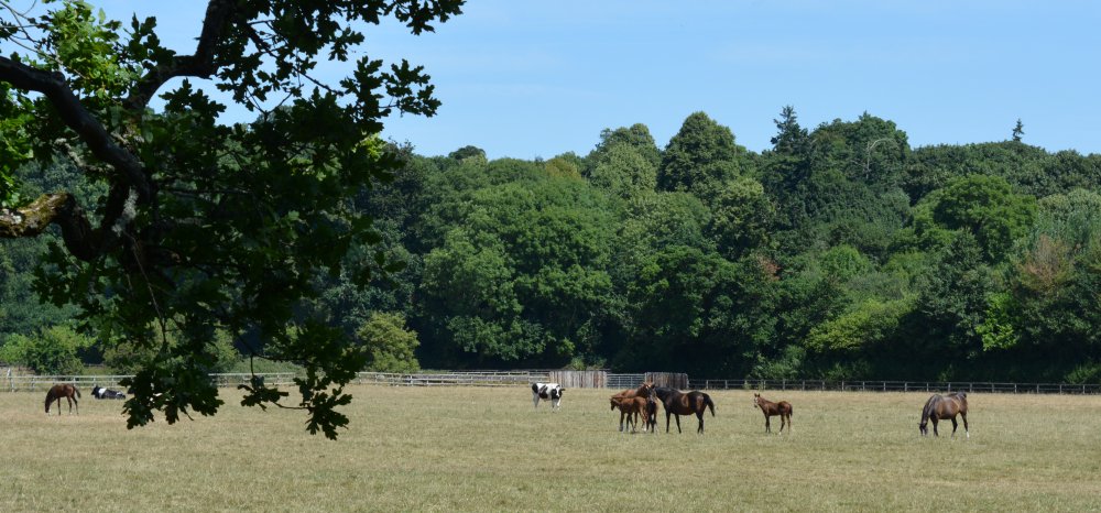 Walk in Ballylinch Stud Farm to Mount Juliet Hotel, Co. Kilkenny