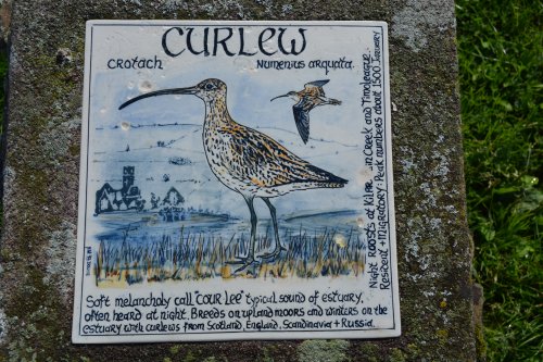 curlew Timoleague to Courtmacsherry estuary nature walk Co. Cork West of Ireland