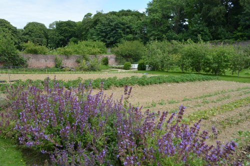 The vegetable plot in Colclough Walled Garden, Tintern, Co. Wexford 