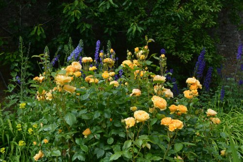 Colclough Walled Garden, Tintern, Co. Wexford 