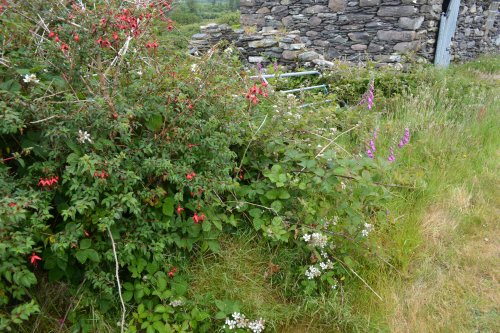 We then followed a road continuing south-west until we found a lovely green track lined with many wild flowers O'Sullivan Mile Walk memorial, Beara Peninsula, Co. Cork