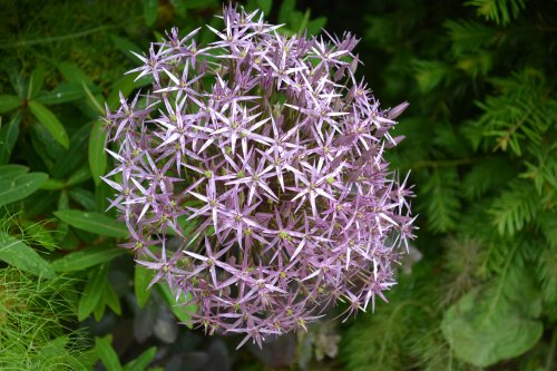 Lismore Castle Gardens