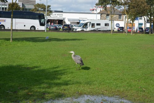 A heron strolling across the park at Howth, Ireland