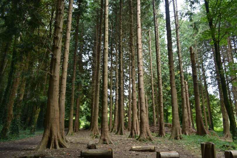 One of the many woodland plantations in The John F. Kennedy Arboretum JFK Park