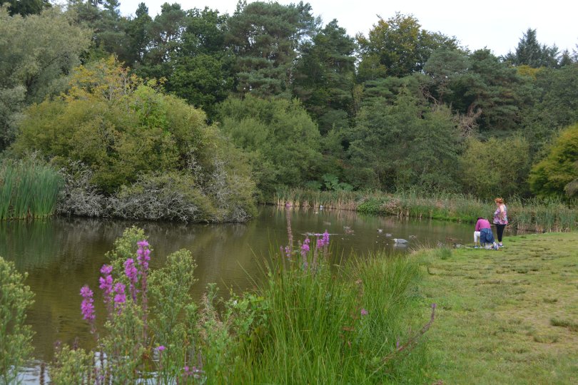 The lake, heron and ducks The John F. Kennedy Arboretum JFK Park