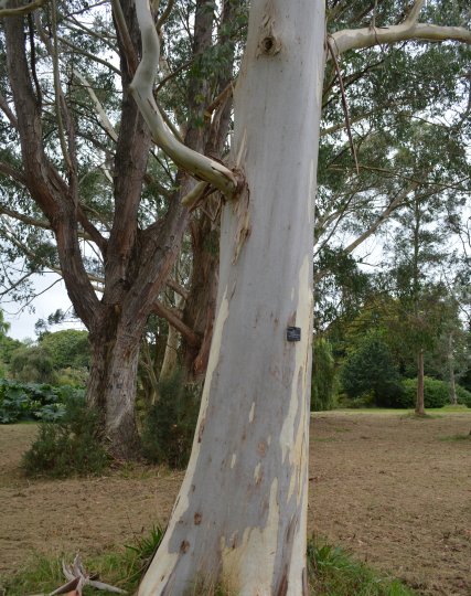 The eucalyptus dalrympleana (Mountain Gum) in The John F. Kennedy Arboretum JFK Park