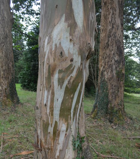 The eucalyptus Nitens (Shining Gum) tree in The John F. Kennedy Arboretum JFK Park