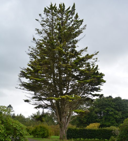 Tree JB7 in The John F. Kennedy Arboretum JFK Park