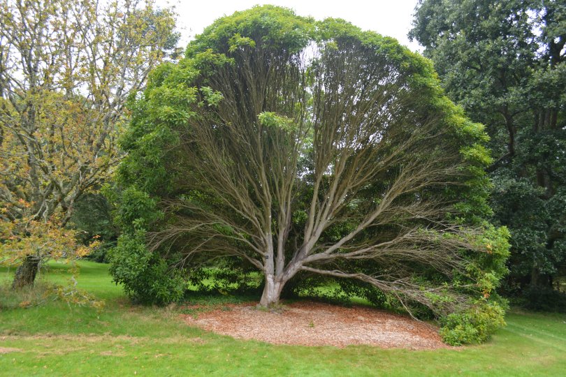 The quercus acula tree from Japan in The John F. Kennedy Arboretum JFK Park