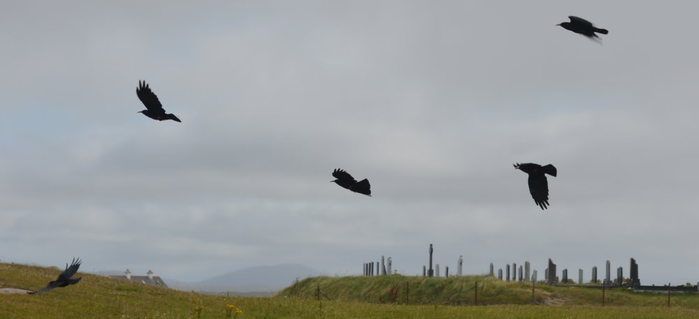 Flock of Ravens at the graveyard by Dogs Bay Beach, Connemara, Co. Galway, Ireland