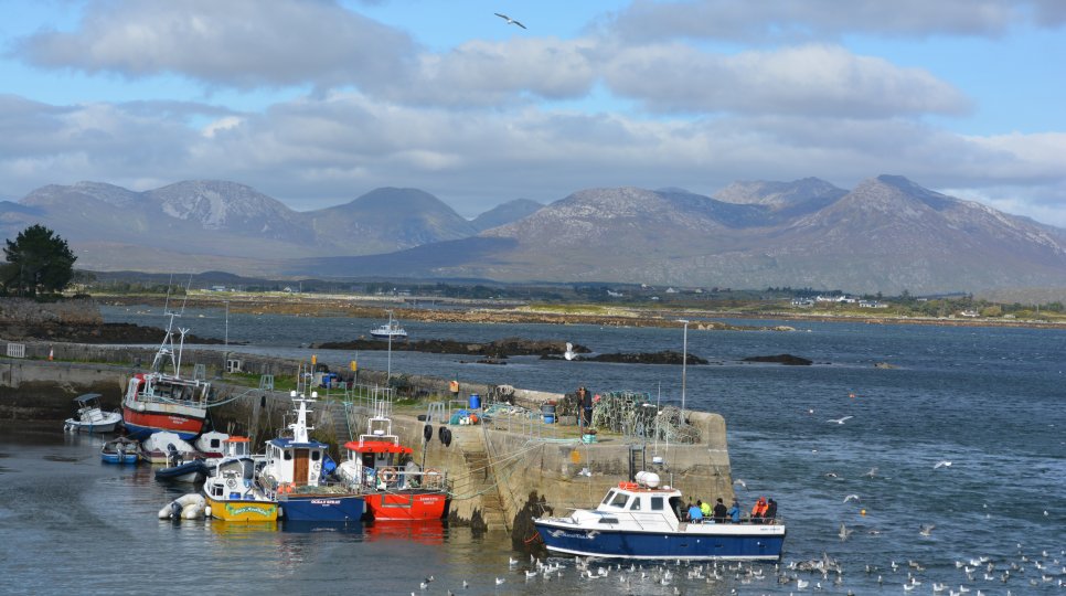 Seagulls following a small boat into Roundstone Harbour. Roundstone, Connemara, Co. Galway, Ireland