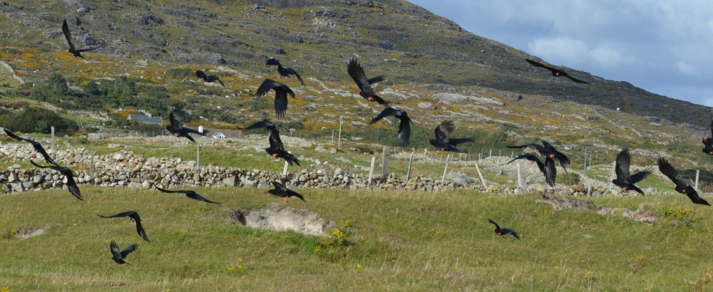 Ravens galore Dogs Bay Beach, Connemara, Co. Galway, Ireland