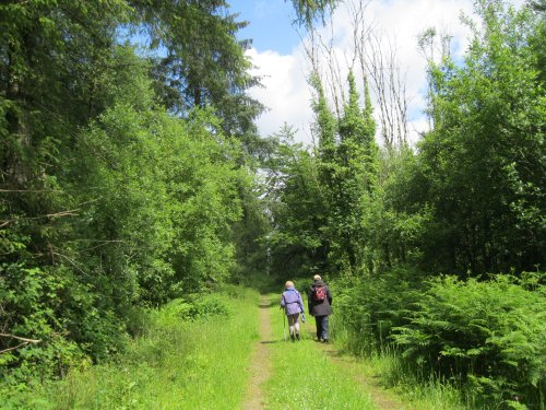 Walking in search of wild flowers e.g. orchids Killykeen Forest Park, Co. Cavan, Ireland