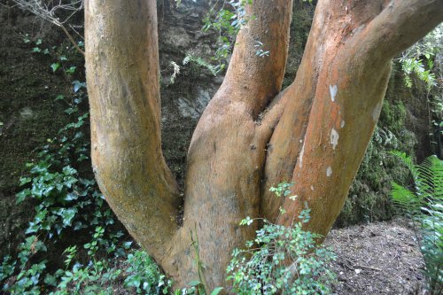  Lismore, Co. Waterford, Ireland