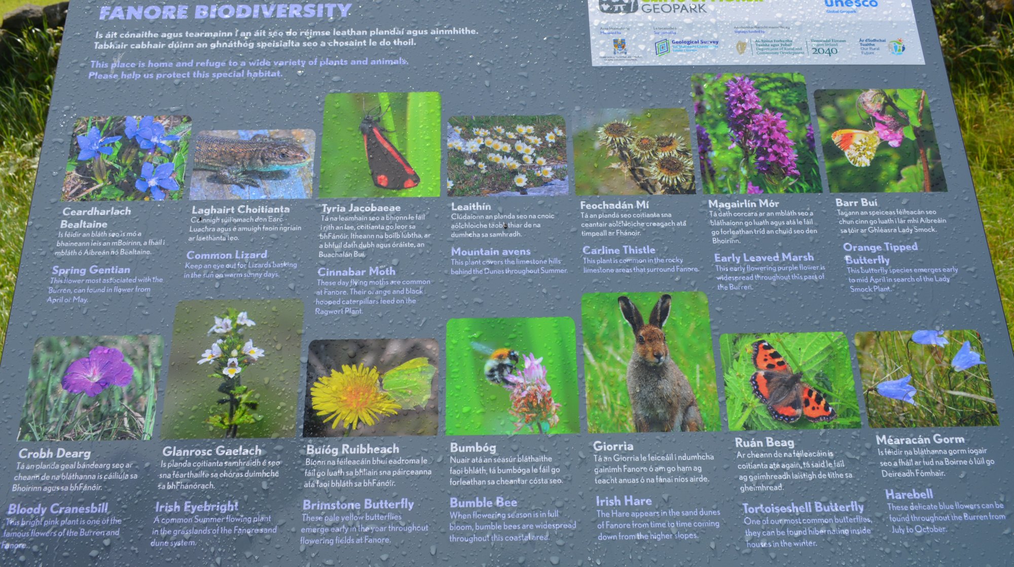 Fanore biodiversity information scenic drive R477 road from Doolin to Ballyvaughan via Fanore, The Burren, Murrooghtoohy, Co. Clare, Ireland