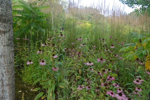 The American Garden of the Lafcadio Hearn Japanese Gardens, Tramore, Co. Waterford, Ireland