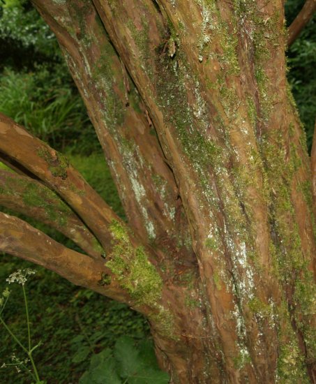 73b. This may be not much to look at, but this is the original Irish Yew tree in the grounds of Florence Court House, Co. Fermanagh, Northern Ireland (NI). ALL Irish Yew trees are descended from this single tree by taking cuttings.