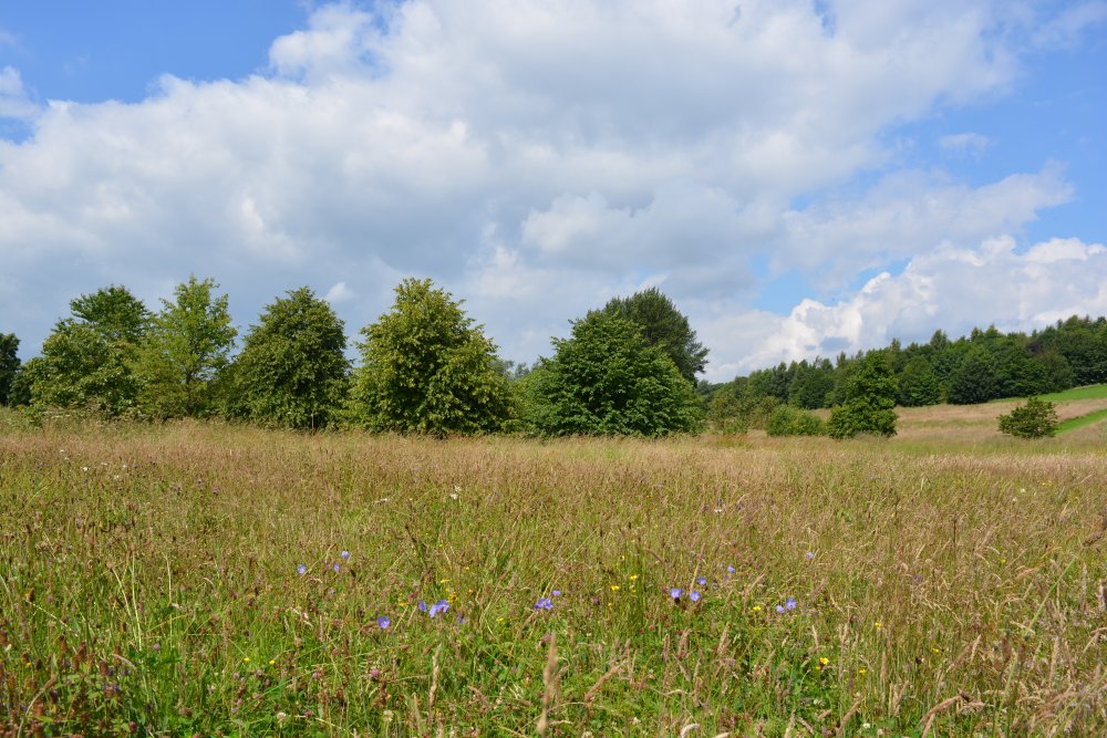 Spring in the Yorkshire Arboretum