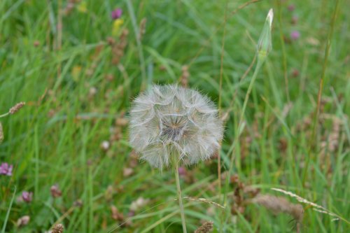 Spring in the Yorkshire Arboretum