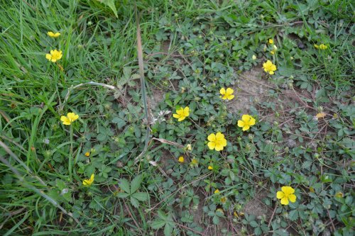 Spring in the Yorkshire Arboretum