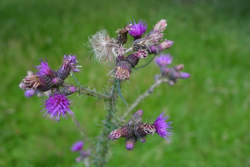 Spring in the Yorkshire Arboretum