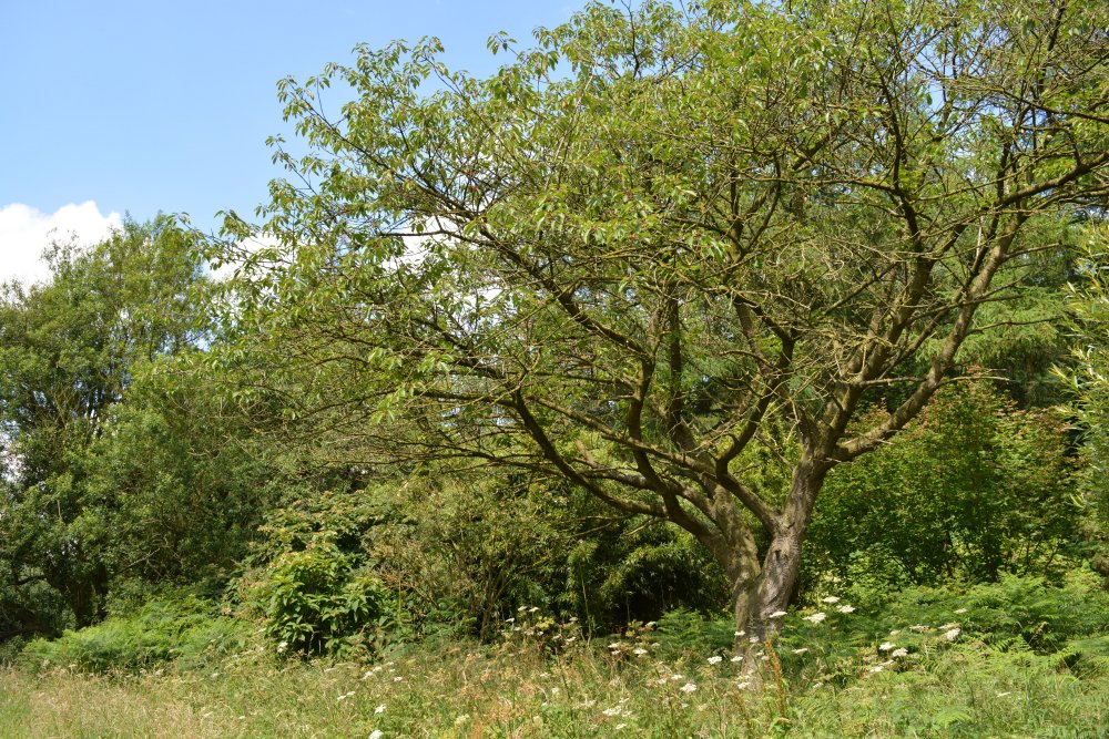 Spring in the Yorkshire Arboretum