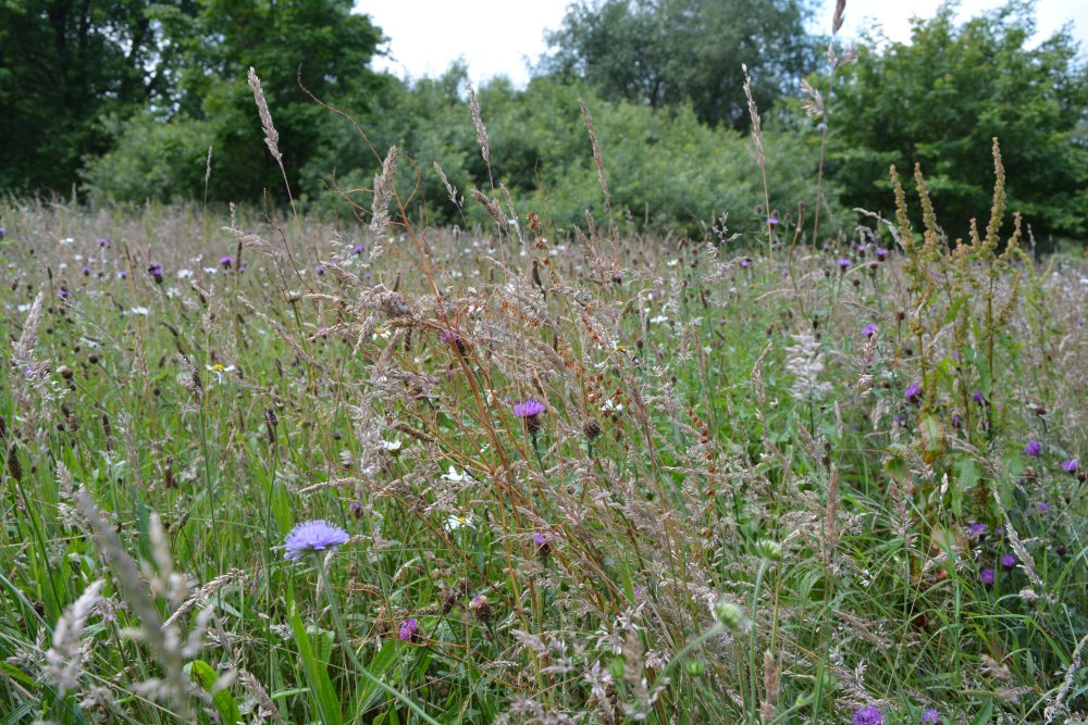 Spring in the Yorkshire Arboretum