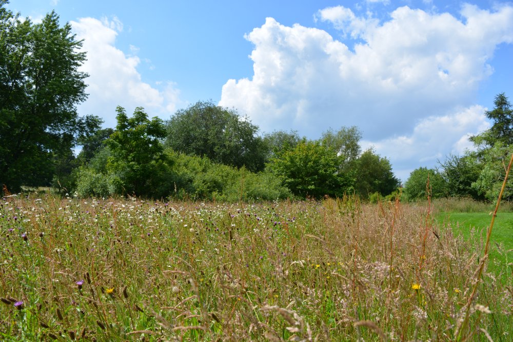 Spring in the Yorkshire Arboretum