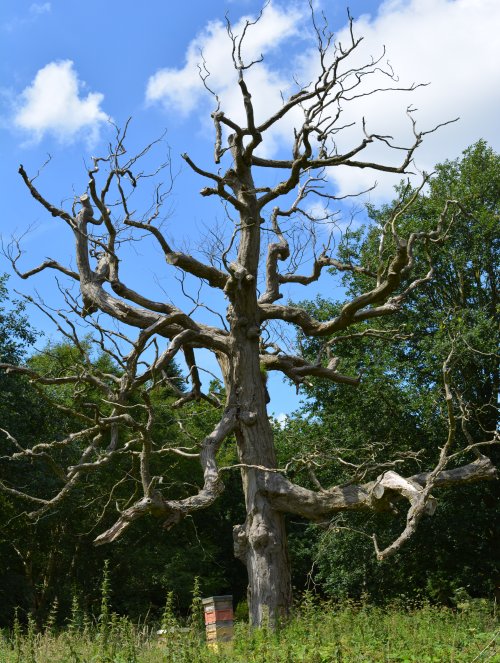 Spring in the Yorkshire Arboretum