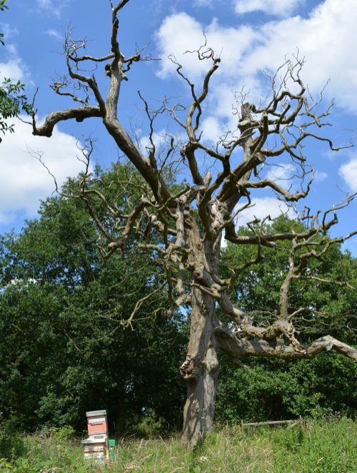 Spring in the Yorkshire Arboretum