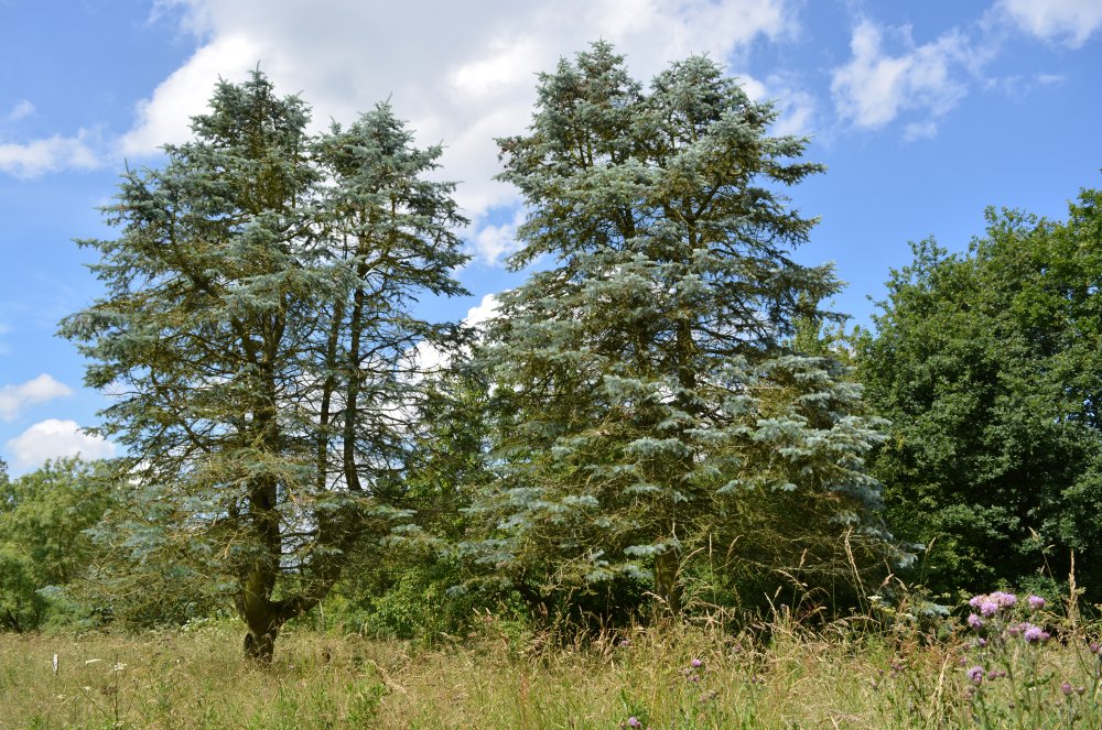 Spring in the Yorkshire Arboretum