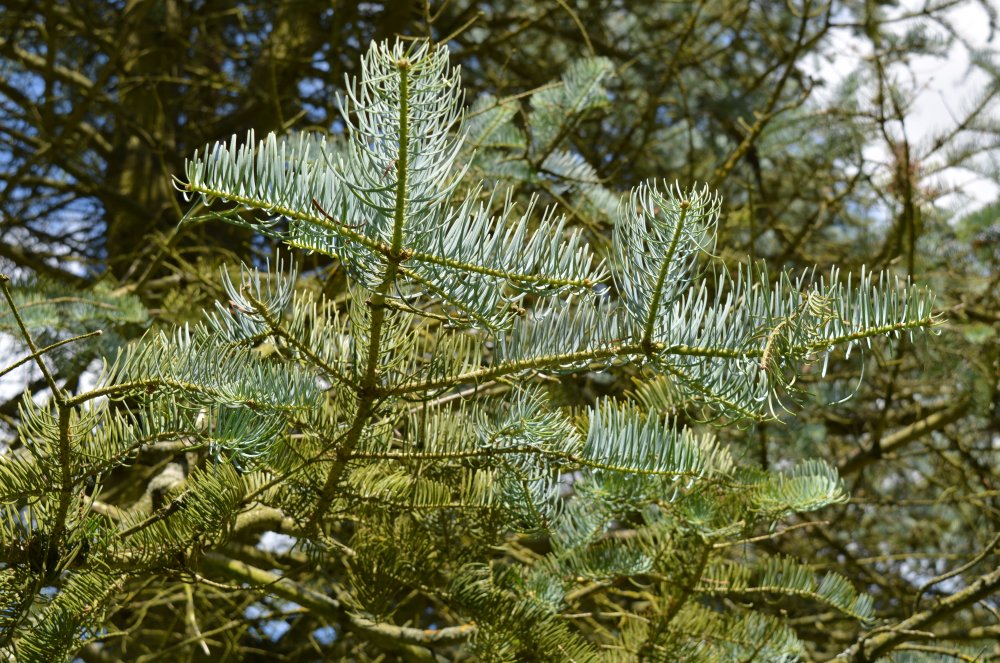 Spring in the Yorkshire Arboretum